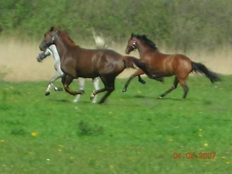 Anden særlig race Fontain - Billed 12 | Wee vildhestene xD Fra venstre; Kalippi, Kalinka Og Fontain danner bagtrop ;) Foto: Mig billede 12