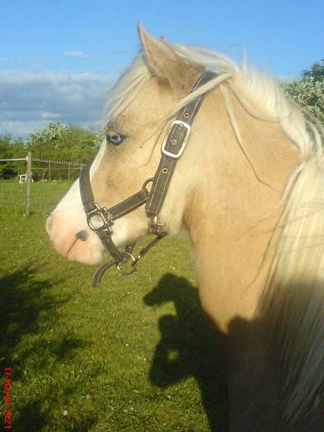 Welsh Pony (sec B) Tatoo † Død † - Min dejlige dreng.. Savner dig mere end noget andet. Du var virkelig en ener. billede 1
