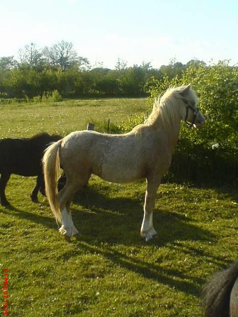 Welsh Pony (sec B) Tatoo † Død † - lidt hingst. billede 2