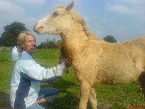 Welsh Pony (sec B) Tatoo † Død † - Uhh, det klør. billede 3