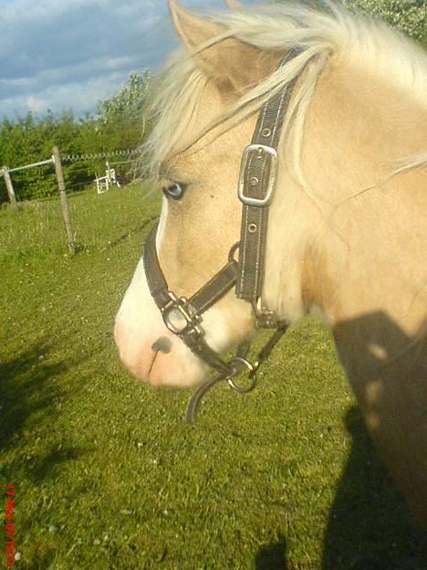 Welsh Pony (sec B) Tatoo † Død † billede 5