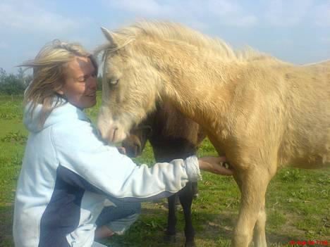 Welsh Pony (sec B) Tatoo † Død † billede 6