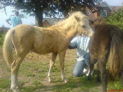 Welsh Pony (sec B) Tatoo † Død † billede 8