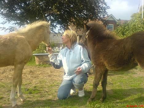 Welsh Pony (sec B) Tatoo † Død † billede 10