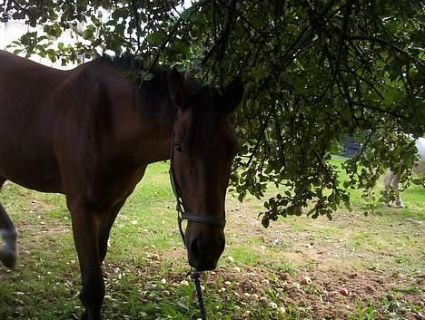 Holstener crossantino (solgt) - mums mine æbler... billede 16
