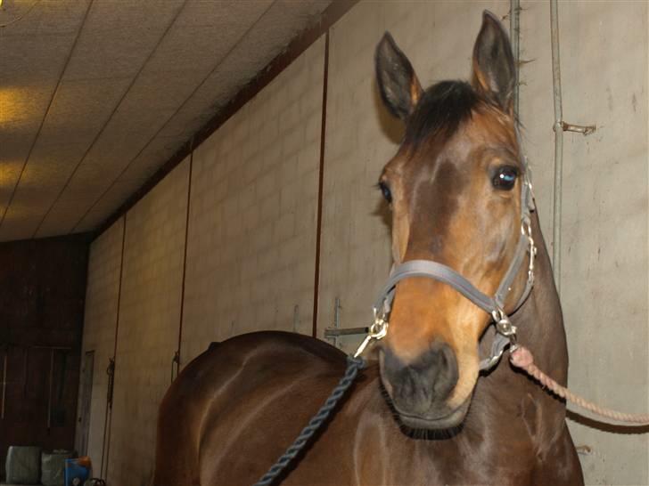 Holstener Miserable (solgt) - hende billede 11