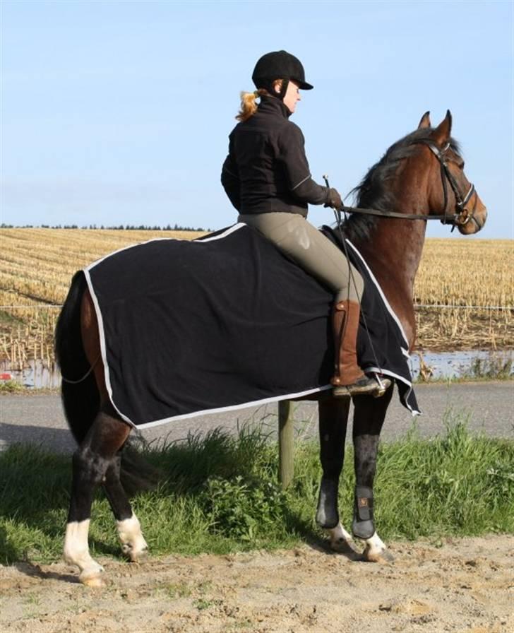 Dansk Varmblod Ørevadbros Chloe - SOLGT - Ved ikke lige hvad hun fik øje på... 19/10-08 Foto : Mille billede 5