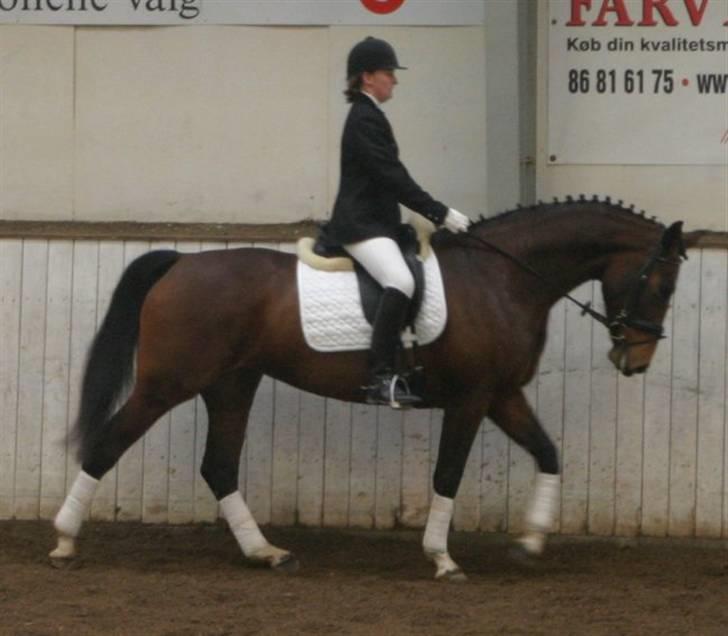 Dansk Varmblod Ørevadbros Chloe - SOLGT billede 6