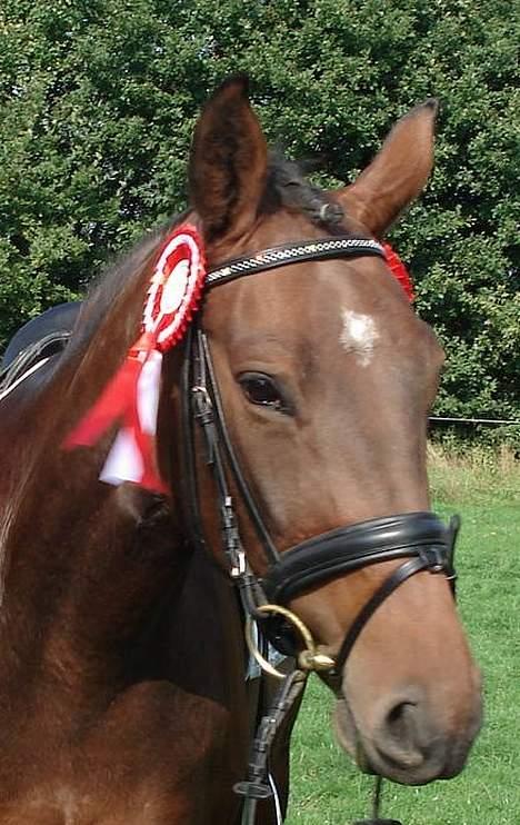 Dansk Varmblod Ørevadbros Chloe - SOLGT - Hvad siger i så - en sløjfe til hver side af pandebåndet. billede 7