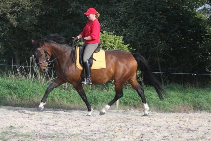 Dansk Varmblod Ørevadbros Chloe - SOLGT - 26/9-08 Hvor er den lille hyp kommet til at gå godt. Foto : gd-photo.dk billede 8
