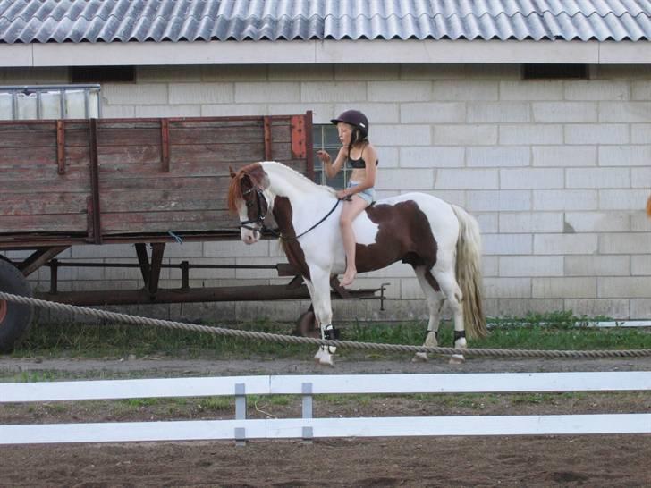 Welsh Partbred (Sec F) Kilmay Prince Pantani  - På en varm sommerdag billede 4