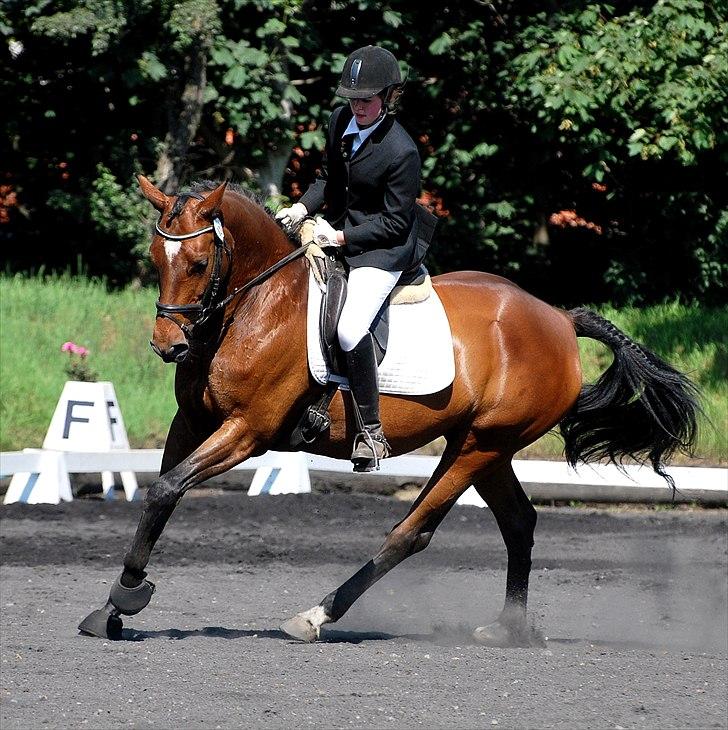 Dansk Varmblod Wanna-bell - Klub mesterskab 2010 TBR, LB1 eller LA1 - Foto: Malene Pedersen billede 3