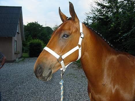 Anden særlig race Krastrups Tumbleweed - Her har vi lige været i bad og blevet gjort fine:-) billede 1