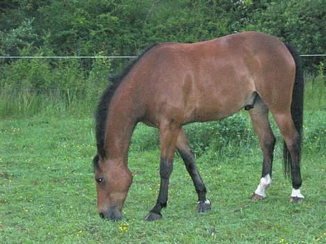 Anden særlig race Krastrups Tumbleweed - Ja jeg er nu en pæn hest hva? billede 3