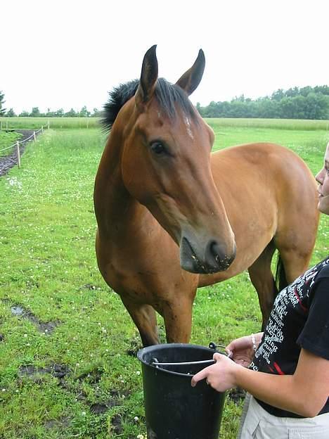 Anden særlig race Krastrups Tumbleweed - Smuk smuk smuk billede 5