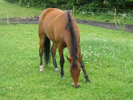 Anden særlig race Krastrups Tumbleweed - Gumle gumle "Må ikke forstyrres" billede 6