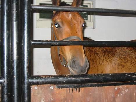 Anden særlig race Krastrups Tumbleweed - Kom med noget mad, istedet for alle de billeder! billede 7