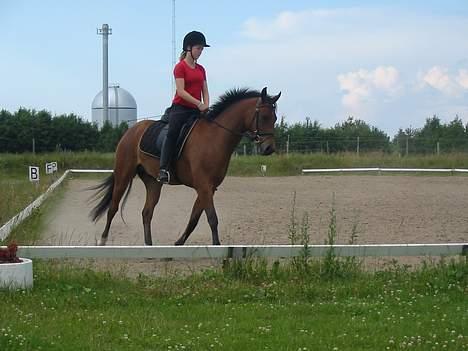 Anden særlig race Krastrups Tumbleweed - Træning! billede 11