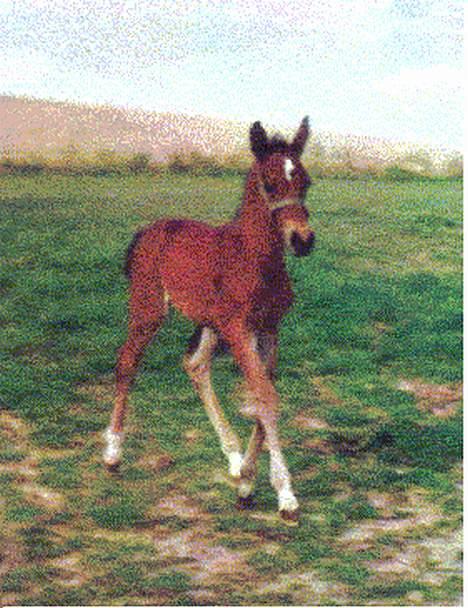 Anden særlig race Krastrups Tumbleweed - Var jeg ikke kær som bette?? :-D billede 13