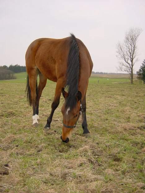 Anden særlig race Krastrups Tumbleweed - Her er jeg hele 2 år! billede 14