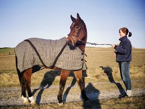 Anden særlig race Krastrups Tumbleweed - Vinter - en rigtig bamse bjørn! billede 16