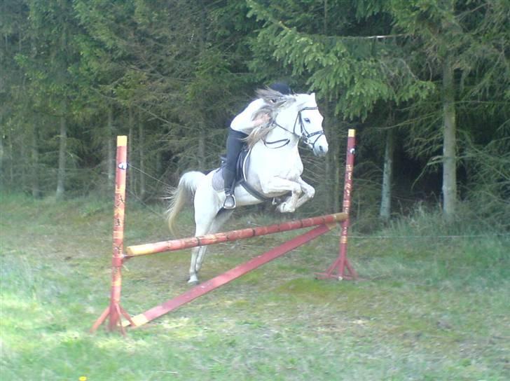 Anden særlig race Igors Silver Speedy Solgt - Mig og Speedy springer sammen med Simone ;D billede 15