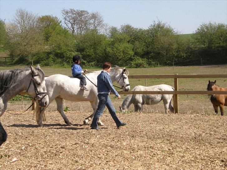 Connemara HYLDENS PRIMULA billede 36