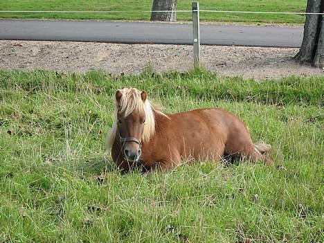 Shetlænder Prins - Prins slapper af på folden <3 billede 5
