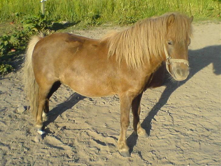 Shetlænder Prins - NYT! nøj, en flot posering ;D billede 6