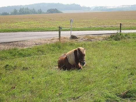 Shetlænder Prins - Skal jeg op nu? billede 7