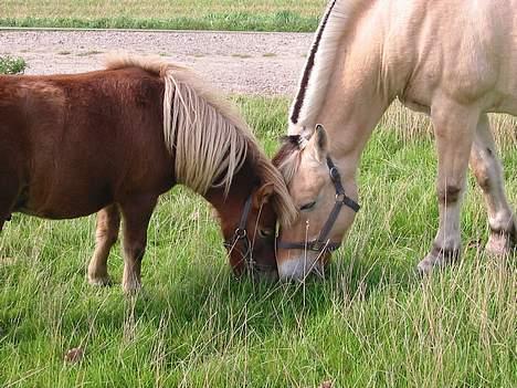 Shetlænder Prins - Mig og min gode ven Frans:) billede 8