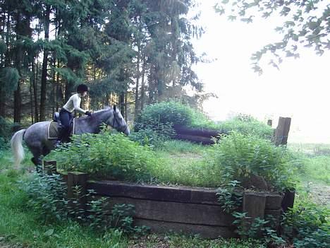 Anden særlig race Solis - nede i skoven billede 16