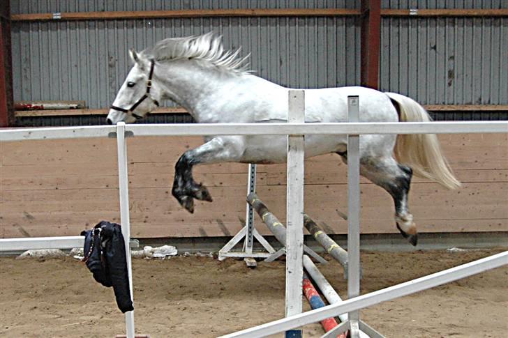 Anden særlig race Solis billede 17