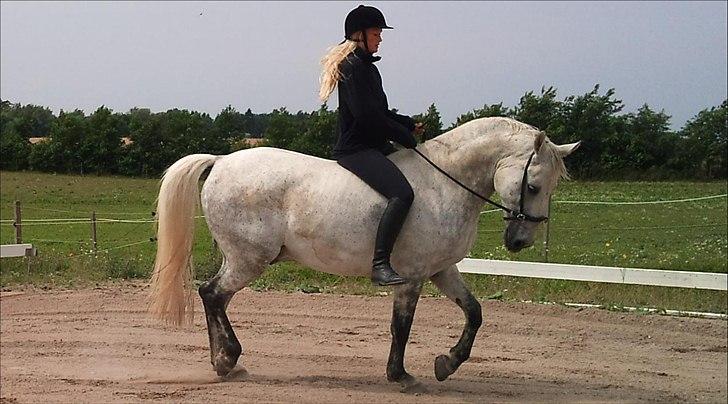 Anden særlig race Solis - Solis i kapsun billede 18