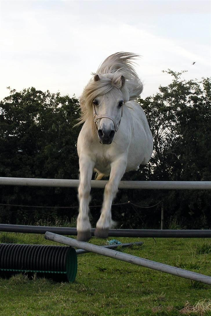 Anden særlig race <3 Laura <3 † R.I.P †  - © Annøh billede 4