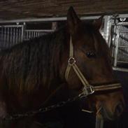 DSP •Elmelunds Ofelia•