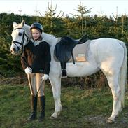 Arabisk fuldblod (OX) Progres