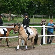 Anden særlig race Tulle