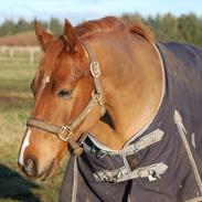 Anden særlig race Mr. Bombastic  (Basse)