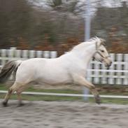 Anden særlig race Klithusets Molly