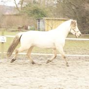 Anden særlig race Klithusets Molly