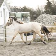 Anden særlig race Klithusets Molly