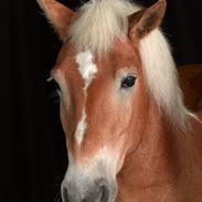 Tyroler Haflinger Nok Kyhnæb "Hafferlaffen"