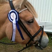 Fjordhest Mocca [Min baby]