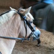 Fjordhest Mocca [Min baby]