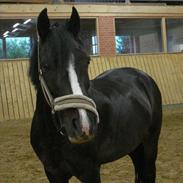 Welsh Pony af Cob-type (sec C) Gribsvads Leading Bruni {Solgt}