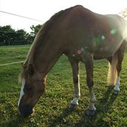 Hollandsk Sportspony Casper  "tidligere pony solgt "