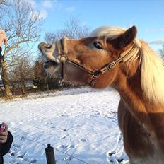 Haflinger Boline Bendroff
