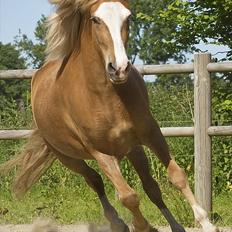 Islænder Frigg fra Teglbrændergård