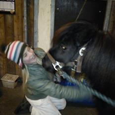 Shetlænder Sharon MY BOY 
